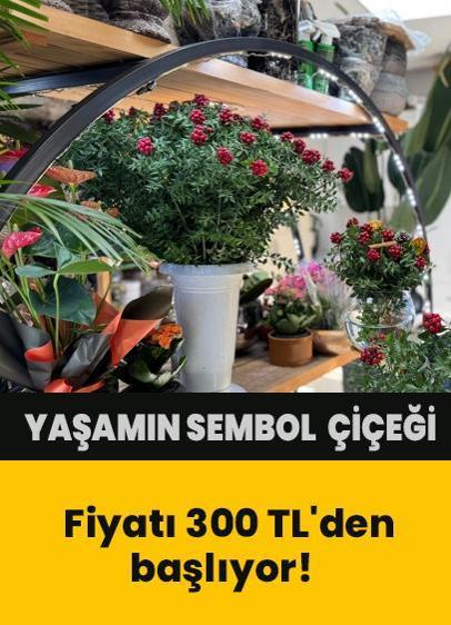 Fiyatı 300 TL'den başlıyor! Yaşamın sembol çiçeği