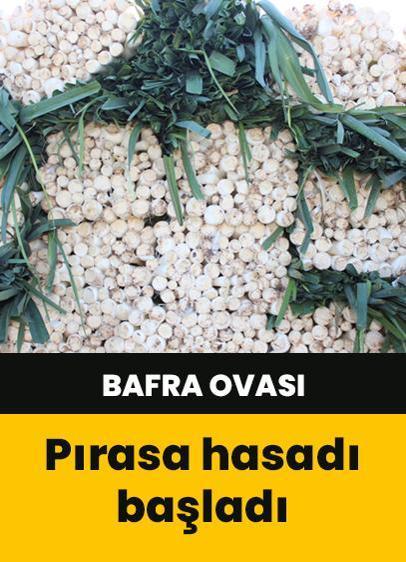 Bafra Ovası'nda pırasa hasadına başlandı
