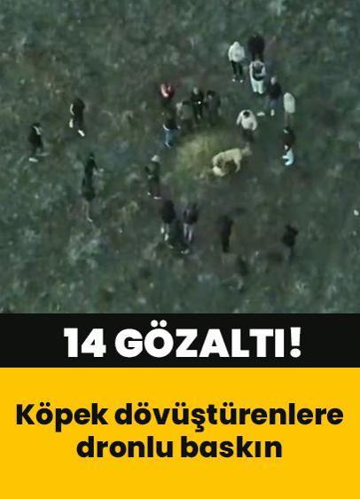 Köpek dövüştürenlere dronlu baskın: 14 gözaltı