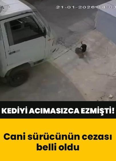 2 kediyi acımasızca ezen sürücü kameraya böyle yansımıştı! O caninin cezası belli oldu