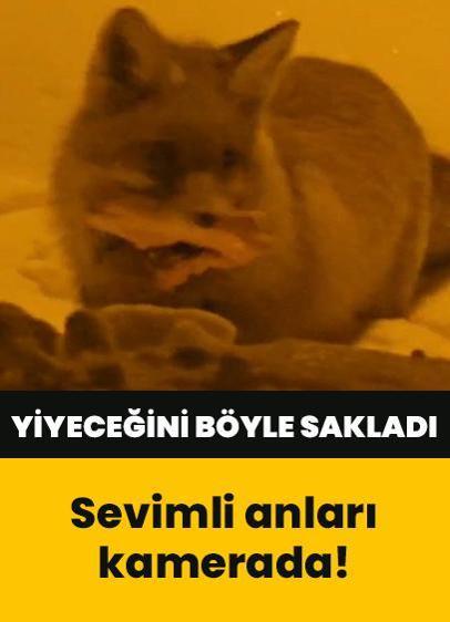 Sevimli anlar kamerada! Tilki yiyeceğini karın içine böyle sakladı