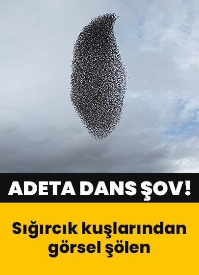 Sığırcık kuşlarından görsel şölen... Adeta dans şov!