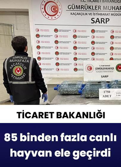 Ticaret Bakanlığı, 2025 yılında 85 binden fazla canlı hayvan ele geçirdi