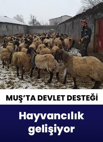 Muş'ta devlet desteğiyle hayvancılık gelişiyor