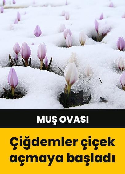 Muş Ovası'nda "baharın habercisi" çiğdemler kar altında kaldı