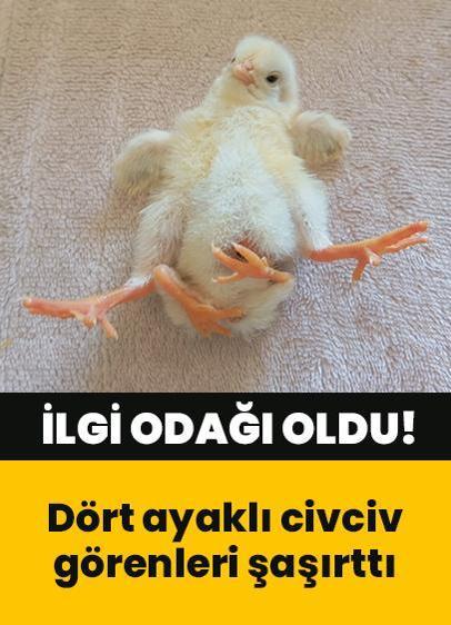 Köyde merak konusu oldu: 4 ayaklı civciv görenleri şaşırttı