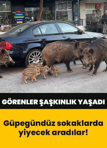 Yaban domuzları güpegündüz sokaklarda yiyecek aradı! Görenler büyük şaşkınlık yaşadı