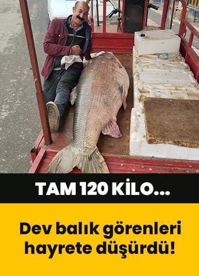120 kiloluk dev turna balığı görenleri hayrete düşürdü!