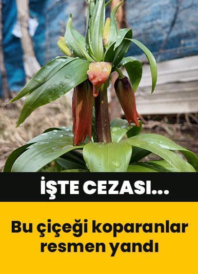 Bu çiçeği koparanlar resmen yandı: Cezası 700 bin lira