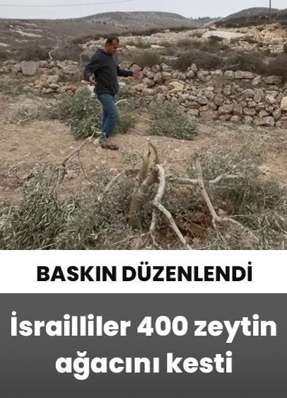 İsrailliler Batı Şeria'da yaklaşık 400 zeytin ağacını kesti