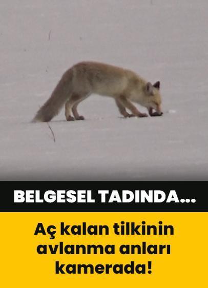 Belgesel sahnelerini aratmadı: Van'da aç kalan tilkinin avlanırken sergilediği ustalık kamerada!