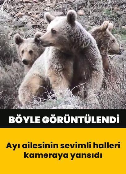 Ayı ailesinin sevimli anları kameraya böyle yansıdı... Tunceli'de görüntülendi