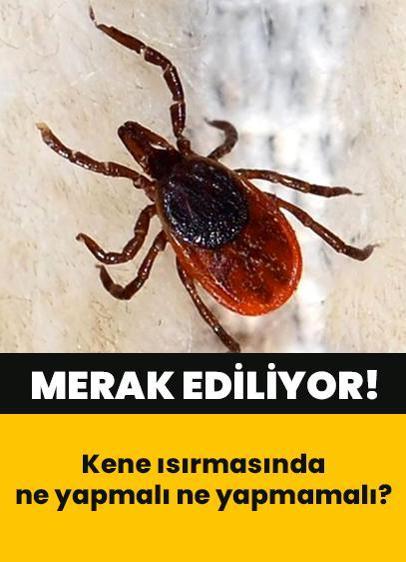 Kene ısırması belirtileri nelerdir? Kene ısırmasında ne yapmalı ne yapmamalı? Kene tutunmasına dair merak edilenler...