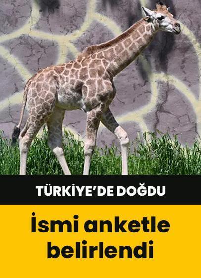 İsmi anketle belirlendi! Türkiye'de doğan ilk zürafa ‘Çınar'