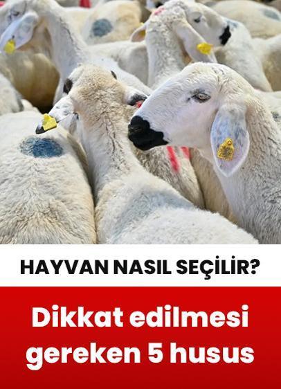 Kurbanlık hayvan seçiminde dikkat edilmesi gereken 5 husus