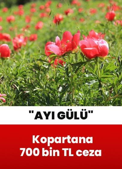 Şakayıkları kopartana 700 bin TL ceza