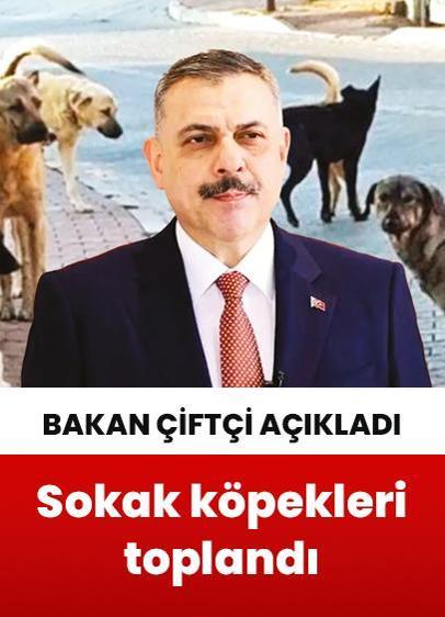 İçişleri Bakanı Çiftçi açıkladı! 61 ilde sokak köpekleri toplandı
