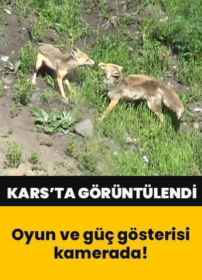 Kars'ta görüntülendi: 2 kızıl tilkinin oyun ve güç gösterisi kameraya yansıdı!