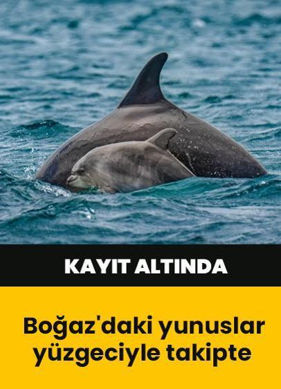 Boğaz'daki yunuslar yüzgeciyle takipte