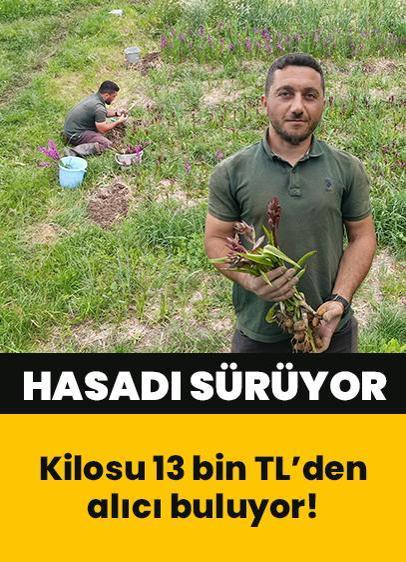 Kilosu 13 bin TL'den alıcı buluyor! Doğadan toplanması yasak olan bitkinin hasadı sürüyor
