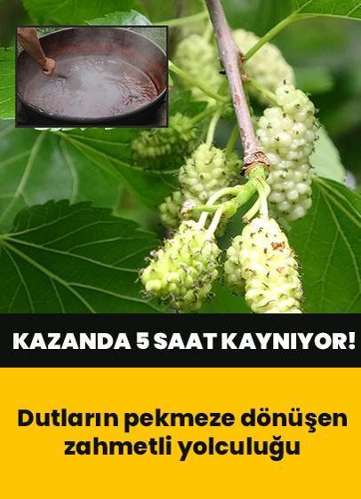 Kokusu ve lezzetiyle dikkat çekiyor: Dutların pekmeze dönüşen zahmetli yolculuğu burada! (Dut pekmezi yapımı)