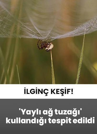 Avustralya'da ilginç keşif! 'Yaylı ağ tuzağı' kullandığı tespit edildi