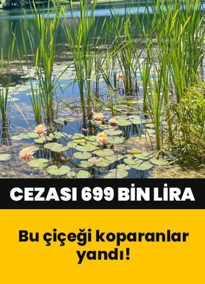 Bu çiçeği koparanlar resmen yandı! Cezası 699 bin lira