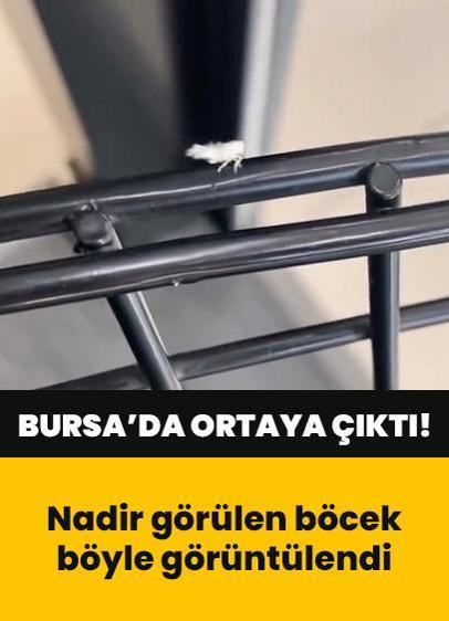 Doğada nadir görülen böcek Bursa'da ortaya çıktı!