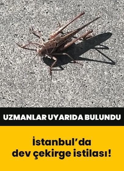 İstanbul'da dev çekirge istilası! Uzmanlar uyarıda bulundu