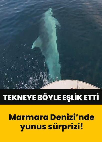 Marmara Denizi'nde yunus sürprizi! Tekneye böyle eşlik etti! Renkli görüntüler ortaya çıktı