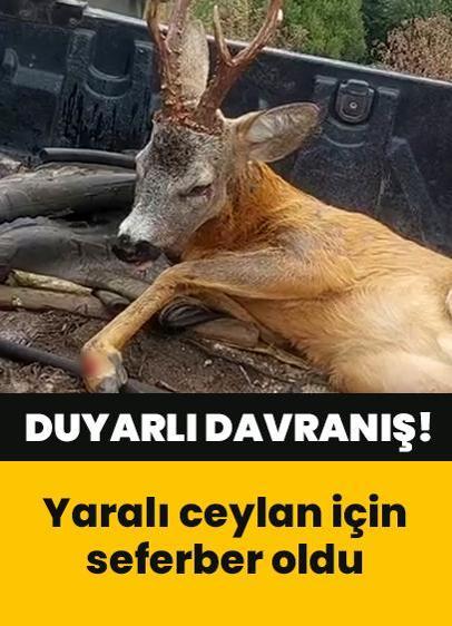 Hayvansever vatandaştan duyarlı davranış! Yaralı ceylanı kurtarmak için seferber oldu