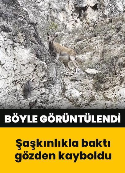 Tunceli'de dağ keçisi böyle görüntülendi