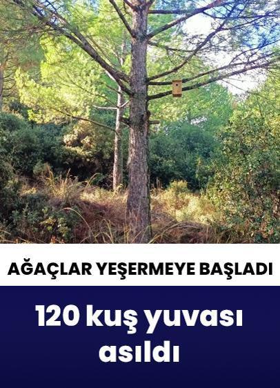 Sarıgöl ormanlarına 120 kuş yuvası asıldı